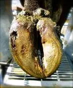 Beyaz Çizgi Hastalığı