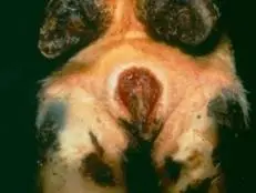 Digital Dermatitis