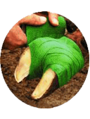 Digital Dermatitis (11)