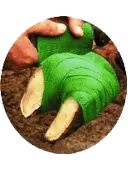 Digital Dermatitis (11)