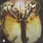 Erosio Ungulea