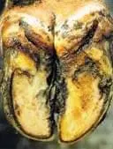 Erosio Ungulea