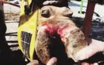 Interdigital Dermatitis