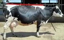 Interdigital Dermatitis