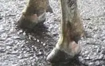 Interdigital Dermatitis