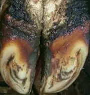 Interdigital Dermatitis