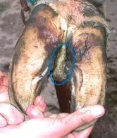 Interdigital Dermatitis