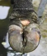 Interdigital Dermatitis