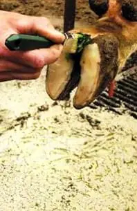 Interdigital Dermatitis