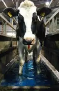 Interdigital Dermatitis