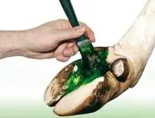 Interdigital Dermatitis