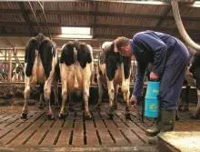 Interdigital Dermatitis