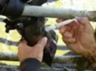 Interdigital Dermatitis