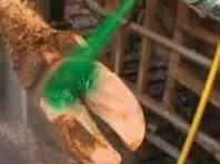 Interdigital Dermatitis