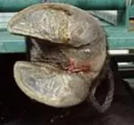 Interdigital Dermatitis