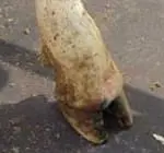 Interdigital Dermatitis