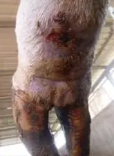 Panarisyum