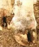 Panarisyum