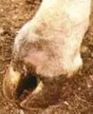Panarisyum