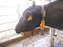 Panarisyum