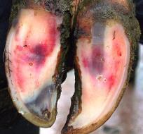 Pododermatitis Aseptica