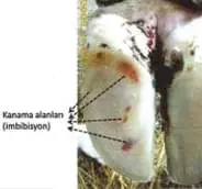 Pododermatitis Aseptika Circumcripta