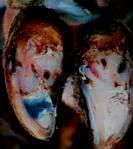 Pododermatitis Aseptika Circumcripta