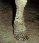 Pododermatitis Aseptika Circumcripta