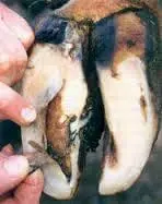 Pododermatitis Aseptika Circumcripta