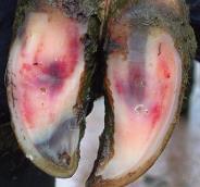 Pododermatitis Aseptika Circumcripta