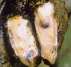 Pododermatitis Aseptika Circumcripta