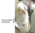 Pododermatitis Aseptika Circumcripta