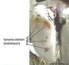 Pododermatitis Aseptika Circumcripta