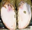 Pododermatitis Aseptika Circumcripta