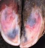 Pododermatitis Aseptika Circumcripta