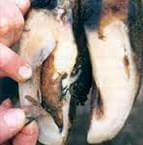 Pododermatitis Aseptika Circumcripta