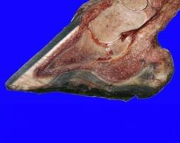 Pododermatitis Aseptika Diffuza