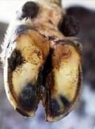 Pododermatitis Aseptika Diffuza