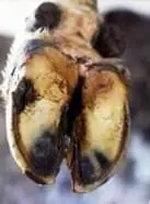 Pododermatitis Aseptika Diffuza