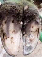 Pododermatitis Aseptika Diffuza