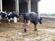 Pododermatitis Aseptika Diffuza