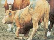 Pododermatitis Aseptika Diffuza