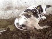 Pododermatitis Aseptika Diffuza