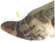 Pododermatitis Aseptika Diffuza