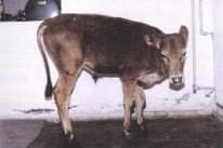 Pododermatitis Aseptika Diffuza