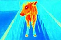 Pododermatitis Aseptika Diffuza