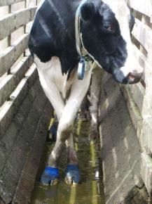 Pododermatitis Aseptika Diffuza