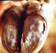 Pododermatitis Aseptika Diffuza