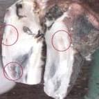 Pododermatitis Aseptika Diffuza