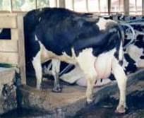 Pododermatitis Aseptika Diffuza